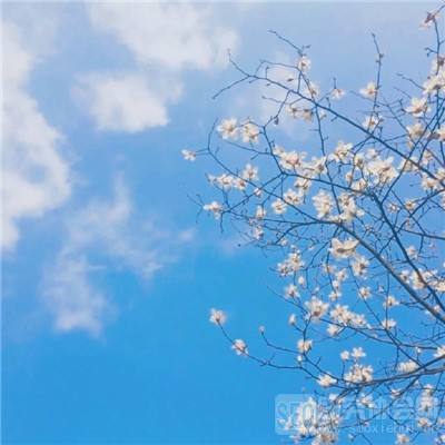 西游志九游版下载